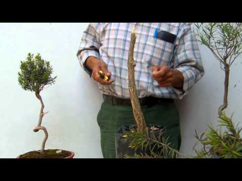 Sólo con árboles de eucalipto se realizará yunzas - WorldNews