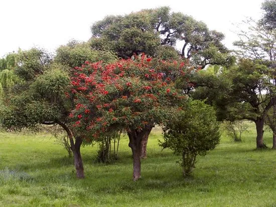 Árboles con flores: el Ceibo - Jardineria