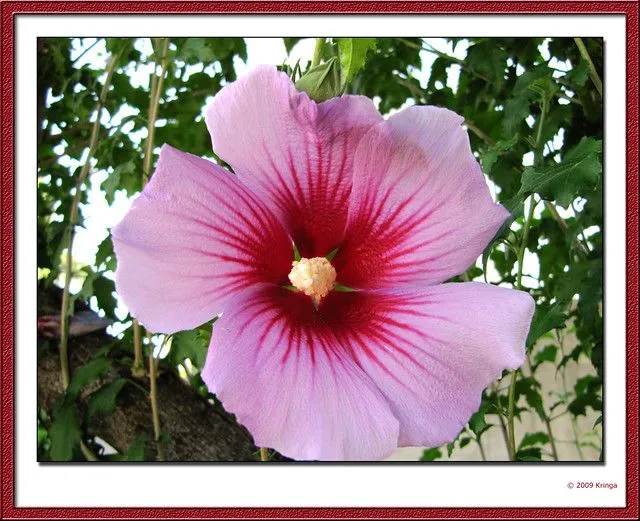Arboles y sus flores | Flickr - Photo Sharing! Arboles y sus flores | Flickr - Photo Sharing!