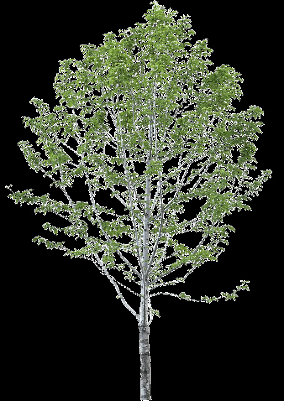 Arboles Sin Fondo Papel Pintado - Foto gratis en Pixabay - Pixabay Arboles Sin Fondo Papel Pintado - Foto gratis en Pixabay - Pixabay