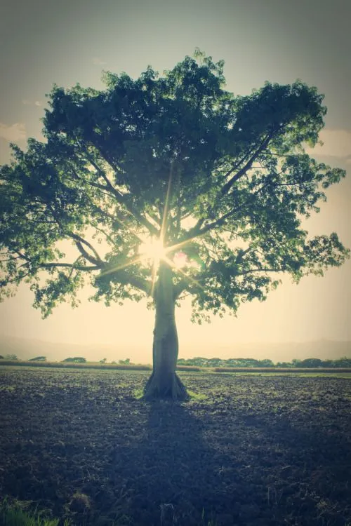 Tumblr arboles - Imagui