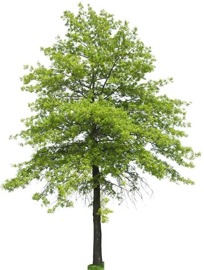 Árboles para fotomontaje