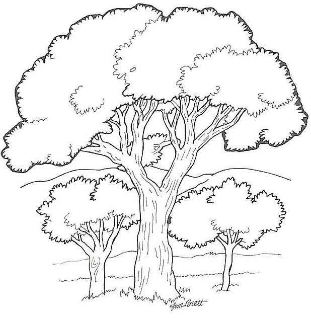 Árboles de hoja ancha - Árboles - Just Color Niños : Dibujos para colorear para niños Árboles de hoja ancha - Árboles - Just Color Niños : Dibujos para colorear para niños