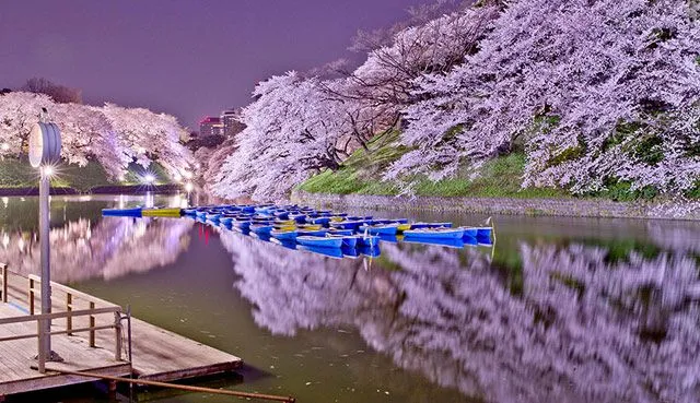 Paisajes japoneses cerezos - Imagui