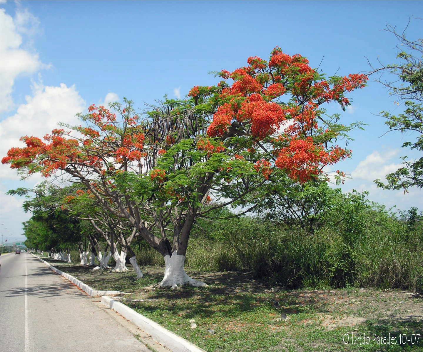 Arboles en el estado Lara, una serie fotográfica/.Trees in Lara state, a photographic series — Hive Arboles en el estado Lara, una serie fotográfica/.Trees in Lara state, a photographic series — Hive