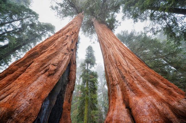 los arboles mas grandes del mundo | Cuidar de tus plantas es ...