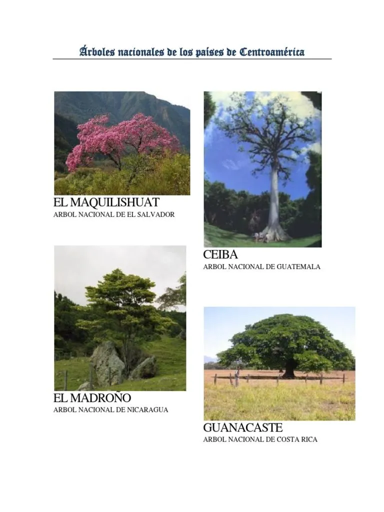 Árboles Nacionales de Los Países de Centroamérica | PDF