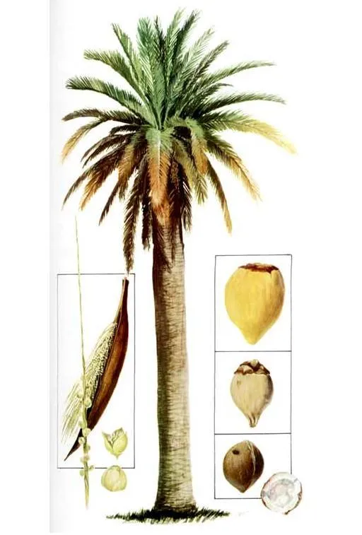 ARBOLES NATIVOS
