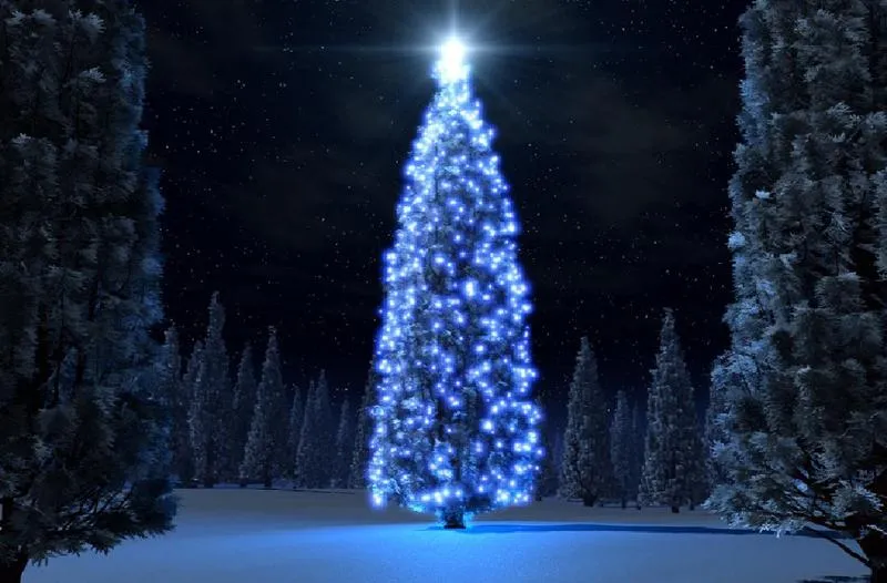 Arboles de navidad de noche - Fotografias y fotos para imprimir Arboles de navidad de noche - Fotografias y fotos para imprimir