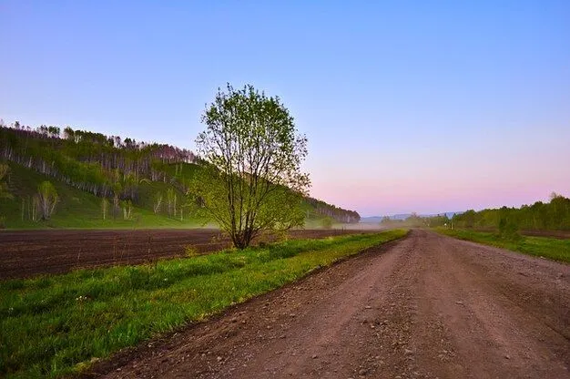 árboles oscuridad paisaje árbol campo carretera | Descargar Fotos ...