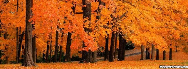 Arboles en otoño - Las Mejores Portadas para tu perfil de Facebook Arboles en otoño - Las Mejores Portadas para tu perfil de Facebook