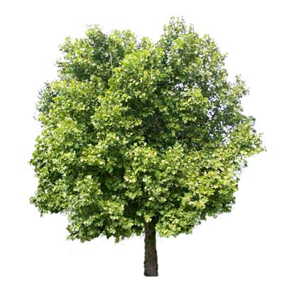 Arboles para photoshop - Imagui
