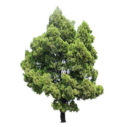 Arboles Photoshop en planta - Imagui