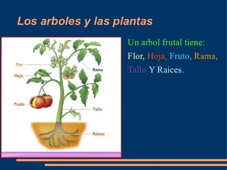 los arboles y las plantas