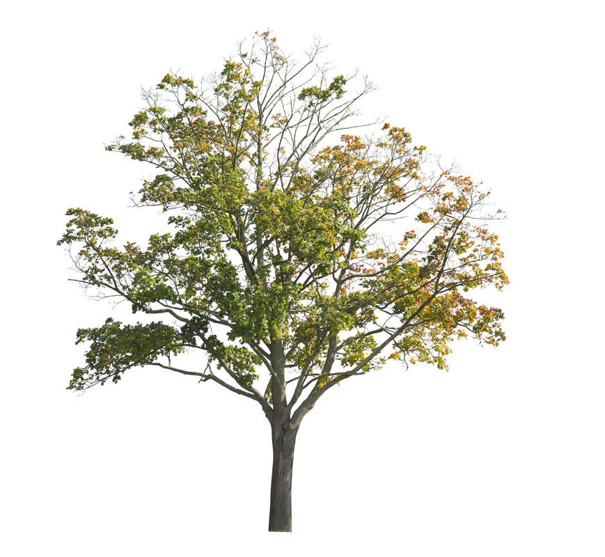 Árboles PNG - Artema Studio