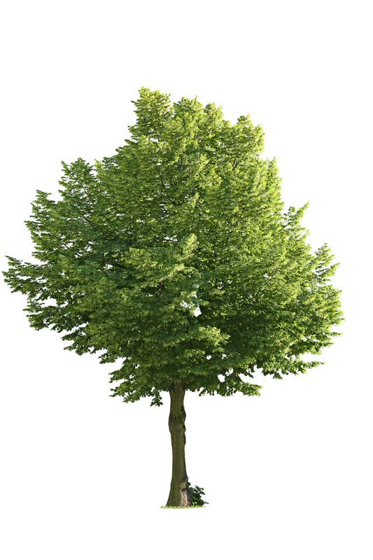 Árboles PNG - Artema Studio