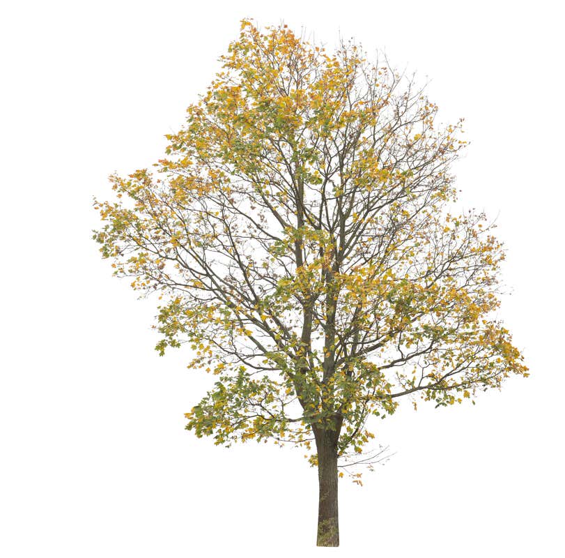 Árboles PNG - Artema Studio