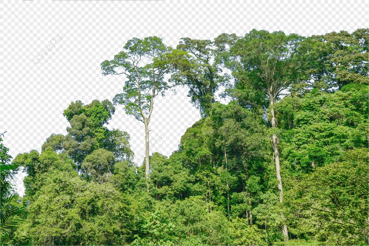 Arboles PNG Imágenes Gratis - Lovepik