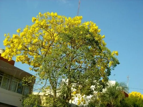 Arboles Primavera(Tabebuia donnell-smithii) Avenida la Paz ...