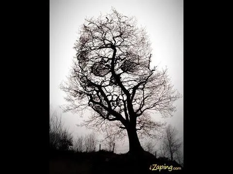 Los arboles mas raros del mundo - YouTube