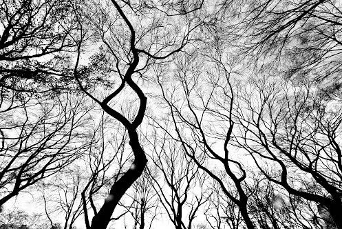 arboles secos en blanco y negro | Flickr - Photo Sharing!