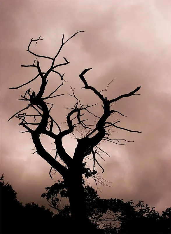 Imagenes arboles secos - Imagui