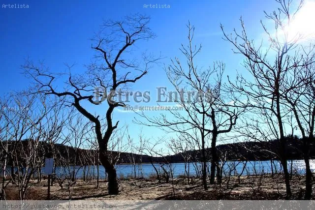 Arboles secos Gustavo C - Artelista.