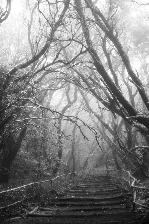 arboles secos | Tumblr