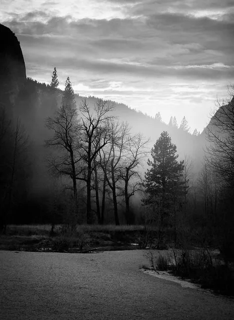 arboles secos | Tumblr