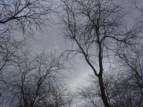 arboles tenebrosos | Flickr - Photo Sharing! arboles tenebrosos | Flickr - Photo Sharing!