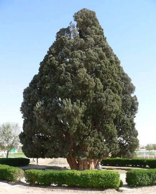 Los árboles más viejos del planeta - Bitnavegantes Los árboles más viejos del planeta - Bitnavegantes