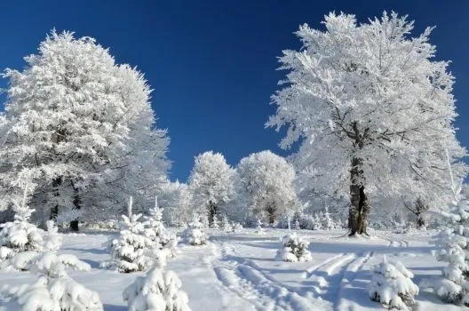 arboles_nevados_ ...