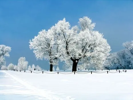 Arboles_nevados_ ...