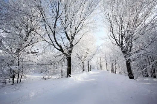 Arboles_nevados_ ...