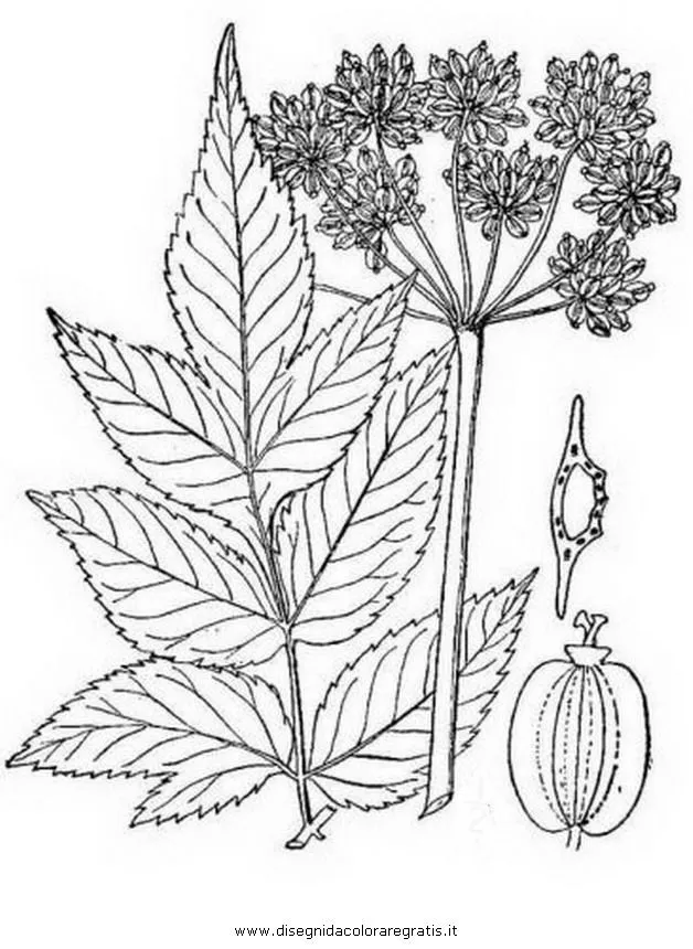 arbustos Colouring Pages