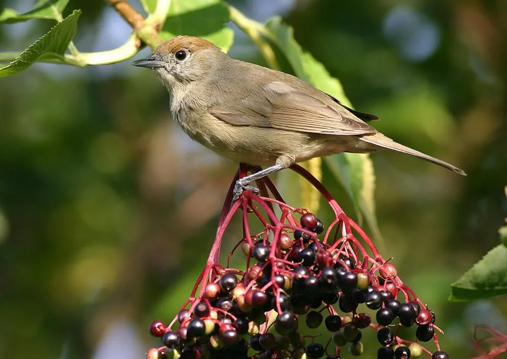 Arbustos y pájaros. Ideas para el jardín