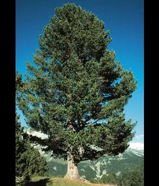 ArcadiA Club - Pino cembro o cirmolo (Pinus cembra) ArcadiA Club - Pino cembro o cirmolo (Pinus cembra)