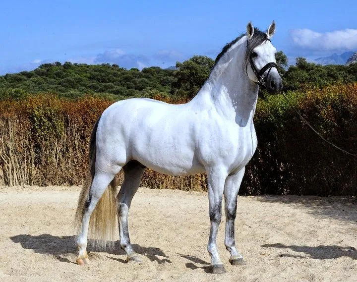 Archidona Lezo Blog: Sector Primario. Ganadería. Caballos andaluces. Archidona Lezo Blog: Sector Primario. Ganadería. Caballos andaluces.