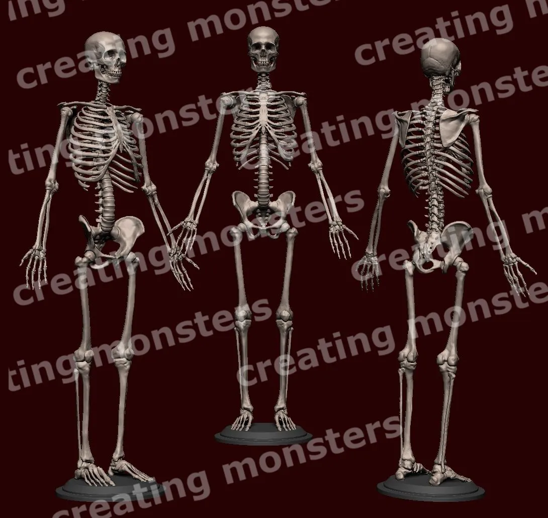 Archivo 3D Esqueleto humano・Modelo de impresora 3D para descargar・Cults Archivo 3D Esqueleto humano・Modelo de impresora 3D para descargar・Cults