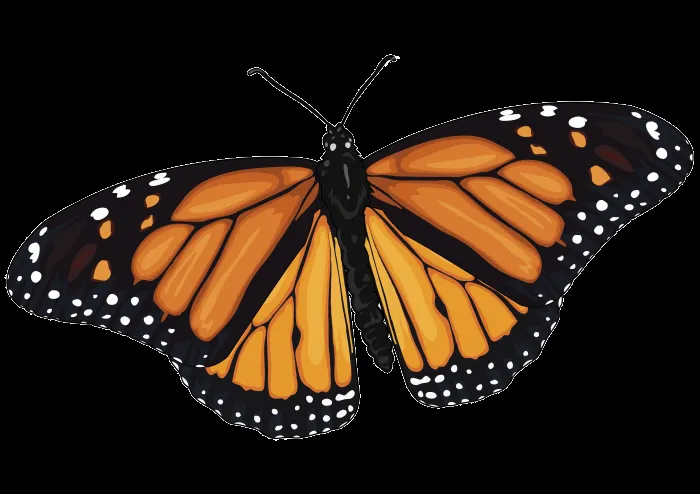 Archivo:Mariposa-Monarca.png - CanariWiki