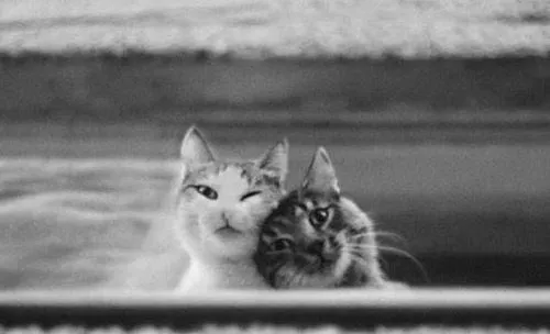 Archivos secretos de una Princesa: Gatitos #2 Archivos secretos de una Princesa: Gatitos #2