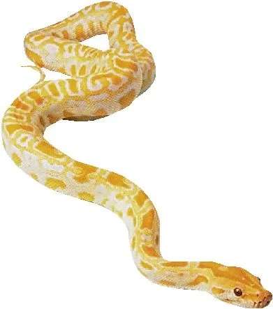 Archivo:Serpiente amarilla.jpg - Denys Wiki Archivo:Serpiente amarilla.jpg - Denys Wiki