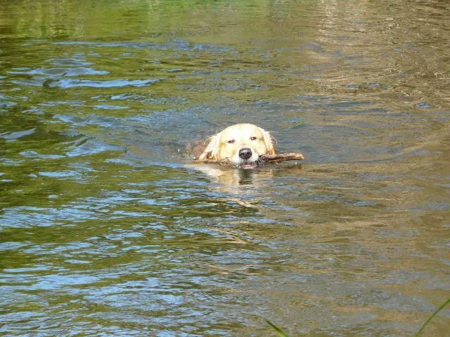 Archy bañandose en el Kadagua | fotos de Mascotas Archy bañandose en el Kadagua | fotos de Mascotas