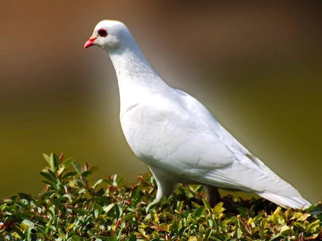 LA ARDILLA Y LA PALOMA - a gallery on Flickr