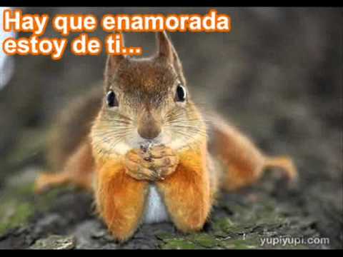 ardillas enamoradas - YouTube