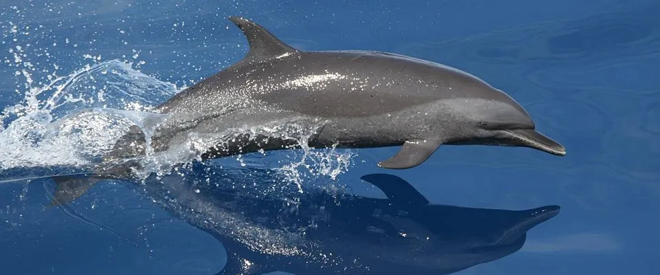 Are dolphins fish?