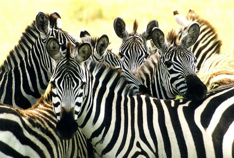 ARE ZEBRAS BLACK WITH WHITE STRIPES OR WHITE WITH BLACK STRIPES ... ARE ZEBRAS BLACK WITH WHITE STRIPES OR WHITE WITH BLACK STRIPES ...
