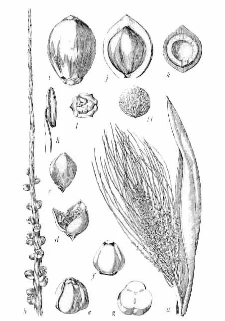 ARECACEAE (PALMAE)