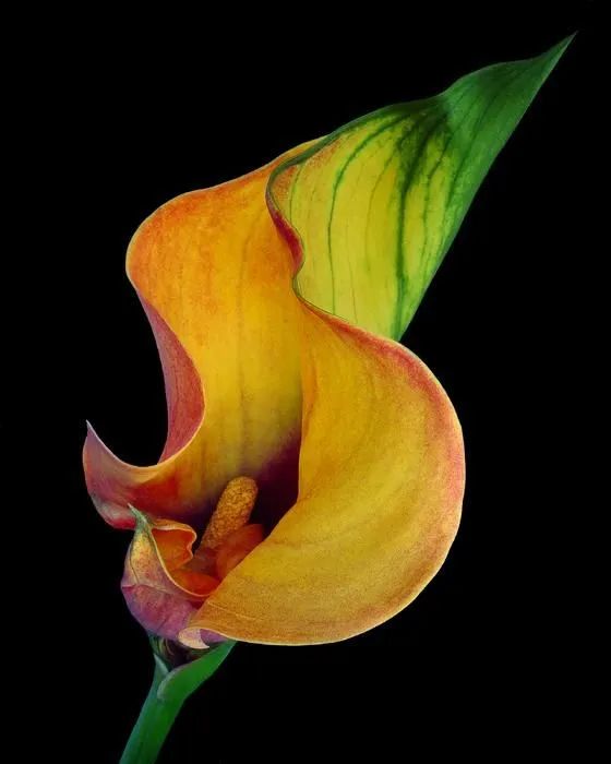 AREL-ARTE: GEORGIA O'KEEFFE: FLORES EN PRIMER PLANO AREL-ARTE: GEORGIA O'KEEFFE: FLORES EN PRIMER PLANO