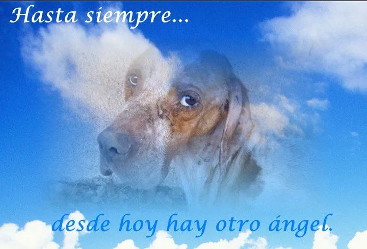 Hasta siempre Ares, descansa en paz | Protectora de Animales de ... Hasta siempre Ares, descansa en paz | Protectora de Animales de ...